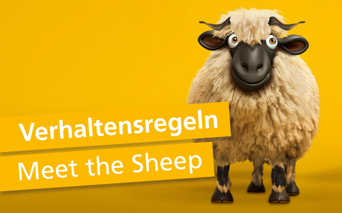 Meet the Sheep